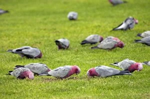 Galah flock feeding on lawns of town park