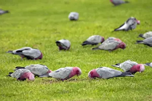 Cockatoo Prints: Galah flock feeding on lawns of town park