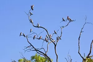 Galahs Gallery: Galah - flock of Galahs sitting on a dead gum tree at near sunset