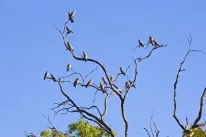 Galah Prints: Galah - flock of Galahs sitting on a dead gum tree at near sunset - Northern Territory