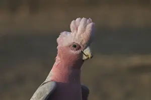Galah Prints: Galah - male. Found throughout most of Australia