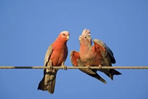Galah - male Galah just fed its female during courting season. The female is still in the receiving position
