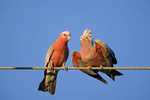 Galah Prints: Galah - male Galah just fed its female during courting season