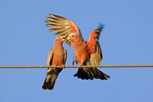 Images Dated 17th June 2008: Galah - a pair of Galahs in intimate love talk during courting season. The male makes funny gestures