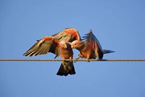 Images Dated 17th June 2008: Galah - a pair of Galahs in intimate love talk during courting season. Both flap their wings