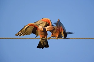 Galah Gallery: Galah - a pair of Galahs in intimate love talk during courting season. Both flap their wings