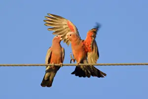 Galah - a pair of Galahs in intimate love talk during courting season. The male makes funny gestures and flaps its wings like a clown, to impress the female - Northern Territory, Australia