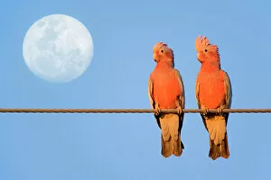 Parrots Gallery: Galah - a pair of Galahs in love sit on a rope with the full moon in their background