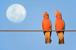 Couples Prints: Galah - a pair of Galahs in love sit on a rope with the full moon in their background - Northern Territory