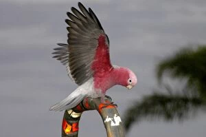 Galah - Perching, displaying and playing on hand rails in town park, pecking at coloured plastic