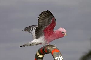 Images Dated 8th April 2005: Galah - Perching, displaying and 'playing' on handrails in town park, pecking at coloured plastic