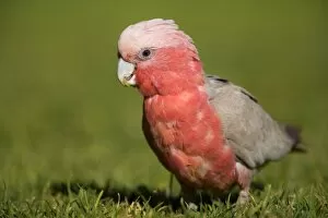 Galah Gallery: Galah - portrait of an adult Galah feeding on freshly sprouted grass and its roots
