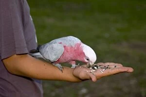 Galah - Wild bird feeding from hand of tourist