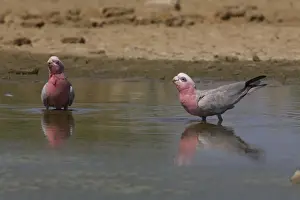 Galah Prints: Galahs drinking at an overflow pool at the Mt Barnett water treatment plant