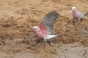 Images Dated 6th May 2004: Galahs - At drying pool - Being a seed eater is disliked by grain farmers. Abundant