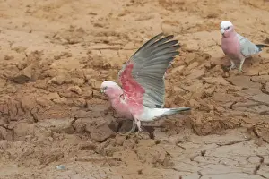 Galahs - At drying pool - Being a seed eater is disliked by grain farmers. Abundant. Often in large flocks Near Lajamanu an aboriginal settlement on the northern edge of the Tanami Desert. Northern Territory, Australia