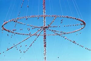 Roosting Gallery: Galahs - roosting on aerials