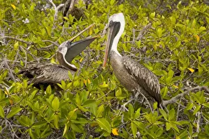 Endemism Prints: Galapagos Brown Pelican (Pelecanus occidentalis urinator) nesting in red mangroves ( Rhizophora mangle)