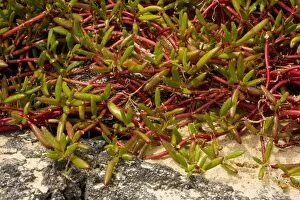 Images Dated 17th November 2007: Galapagos carpetweed (Sesuvium edmonstonei), Floreana, Galapagos