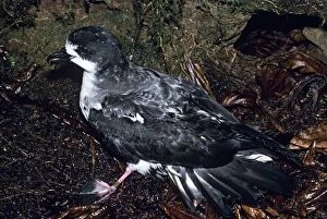Images Dated 6th December 2005: Galapagos / Dark-rumped Petrel