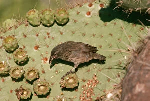 Galapagos / Darwins Cactus FINCH - perched on cactus