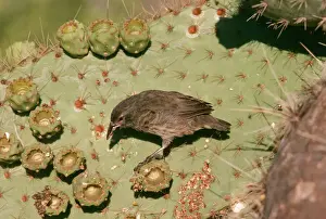 Galapagos / Darwin's Cactus Finch S. Plaza
