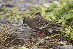 Galapagos Dove - Foraging on the ground - Espanola