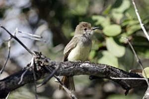 Images Dated 14th May 2008: Galapagos Flycatcher