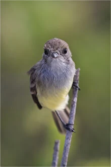 Flycatcher Gallery: Galapagos Flycatcher  - Clinging to a twig - At