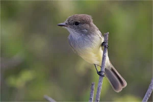 Clinging Gallery: Galapagos Flycatcher - Clinging to a twig - At Garner