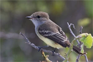Clinging Gallery: Galapagos Flycatcher - Perched on a small branch
