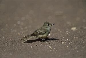 Flycatcher Gallery: Galapagos Flycatcher - Taking Off