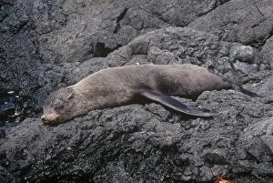 Images Dated 20th March 2009: Galapagos Fur Seal - endemic San Salvador Island Galapagos Islands