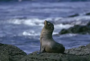 Ecuador Prints: Galapagos Fur Seal - On rock. Galapagos Islands