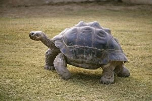 Images Dated 6th September 2006: Galapagos Giant Tortoise