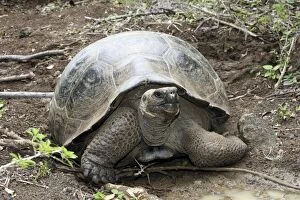 Images Dated 16th April 2005: Galapagos Giant Tortoise