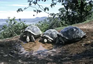 Tortoises Prints: Galapagos Giant Tortoise - 3 drinking from pool - Isabella Island, Galapagos AU-683