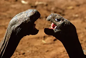 Face To Face Collection: Galapagos Giant Tortoise - aggression JPF03390