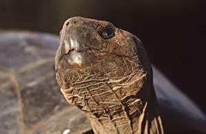 Tortoises Prints: Galapagos Giant Tortoise - Alcedo Volcano, Isabela Island, Galapagos AU-710