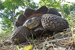 Images Dated 13th May 2008: Galapagos Giant Tortoise - Cerro El Chato - Santa Cruz - Galapagos islands