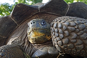 Images Dated 13th May 2008: Galapagos Giant Tortoise - Cerro El Chato - Santa Cruz - Galapagos islands
