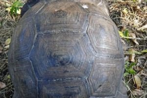 Images Dated 13th May 2008: Galapagos Giant Tortoise - Cerro El Chato - Santa Cruz - Galapagos islands