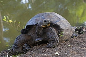 Images Dated 13th May 2008: Galapagos Giant Tortoise - Cerro El Chato - Santa Cruz - Galapagos islands