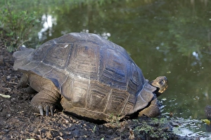 Images Dated 13th May 2008: Galapagos Giant Tortoise - Cerro El Chato - Santa Cruz - Galapagos islands