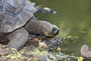 Images Dated 13th May 2008: Galapagos Giant Tortoise - Cerro El Chato - Santa Cruz - Galapagos islands