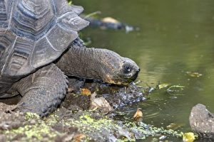 Images Dated 13th May 2008: Galapagos Giant Tortoise - Cerro El Chato - Santa Cruz - Galapagos islands
