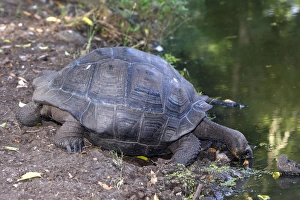 Images Dated 13th May 2008: Galapagos Giant Tortoise - Cerro El Chato - Santa Cruz - Galapagos islands