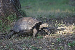 Images Dated 13th May 2008: Galapagos Giant Tortoise - Cerro El Chato - Santa Cruz - Galapagos islands