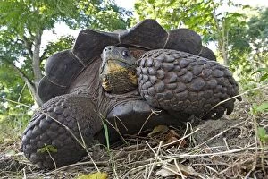 Images Dated 13th May 2008: Galapagos Giant Tortoise - Cerro El Chato - Santa Cruz - Galapagos Islands