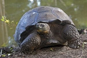 Images Dated 13th May 2008: Galapagos Giant Tortoise - Cerro El Chato - Santa Cruz - Galapagos Islands